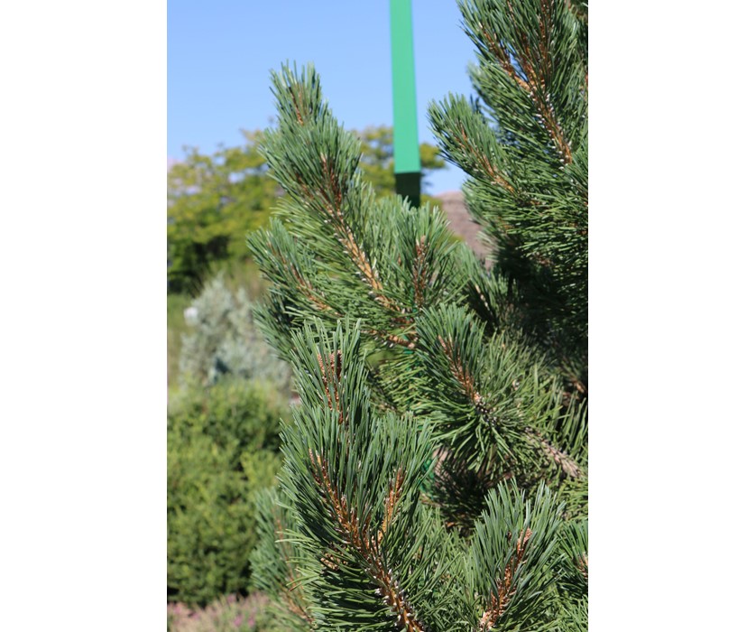 Tannenbaum Mugo Pine